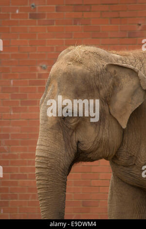 Éléphant dans le Zoo Banque D'Images