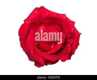 Un seul bouton de rose rouge close up shot macro avec de l'eau gouttes Banque D'Images