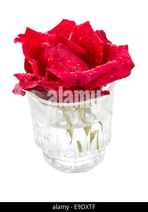 Belle rose rouge frais avec de l'eau tombe dans un vase de verre isolé sur fond blanc Banque D'Images