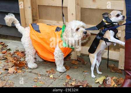 Londres, Royaume-Uni. 26 octobre 2014. Georgie Le Cockerpoo vêtu comme un potiron avec Maggie le Chihuahua habillé comme une sorcière à la question tous les chiens chien Halloween à pied, Hampstead Heath, Londres, Angleterre pour récolter des fonds pour l'organisme de bienfaisance qui aide les chiens sans-abri Crédit : Paul Brown/Alamy Live News Banque D'Images