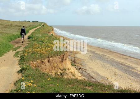 Les terres agricoles au-dessus de falaises de grès soumis à l'érosion côtière entre Benacre et Covehithe, Suffolk, Angleterre, RU Banque D'Images