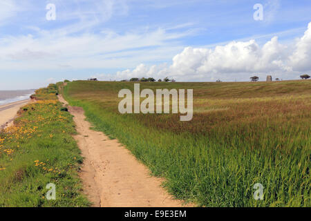 Les terres agricoles au-dessus de falaises de grès soumis à l'érosion côtière entre Benacre et Covehithe, Suffolk, Angleterre, RU Banque D'Images