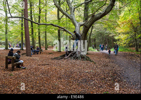 Thorndon Park, Essex, Royaume-Uni. 26 octobre 2014. Promenade à travers les familles Thorndon Park Woodland comme ils aiment le premier week-end de la mi-terme maison de vacances Photo : Gordon 1928/Alamy Live News Banque D'Images