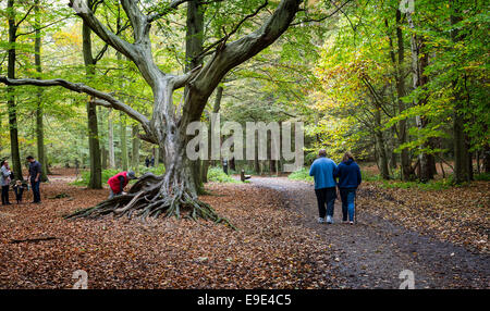 Thorndon Park, Essex, Royaume-Uni. 26 octobre 2014. Promenade à travers les familles Thorndon Park Woodland comme ils aiment le premier week-end de la mi-terme maison de vacances Photo : Gordon 1928/Alamy Live News Banque D'Images