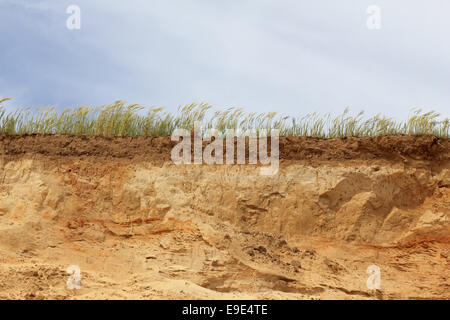 Les terres agricoles au-dessus de falaises de grès soumis à l'érosion côtière entre Benacre et Covehithe, Suffolk, Angleterre, RU Banque D'Images