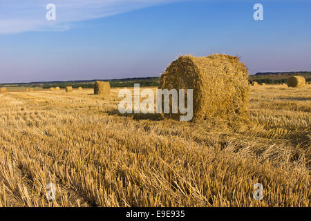 Ronde et mises en balles ratissées récemment bottes de foin dans un champ agricole pour l'utilisation comme aliment du bétail l'hiver sur une journée ensoleillée Banque D'Images