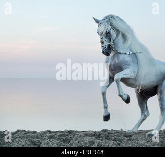 Majestueux cheval blanc galopant sur la plage Banque D'Images
