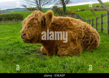 Un jeune veau Highland brun avec contentement au repos dans un champ North Yorkshire Moors. Banque D'Images