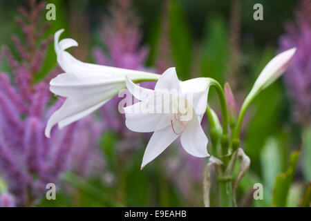 Lilium. Fleurs de lys blanc. Banque D'Images