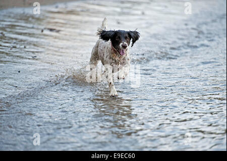 Springer Spaniel chien qui court sur une plage britannique/dans la mer Banque D'Images