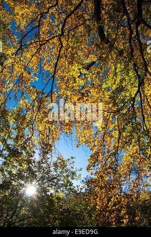 Beech tree avec des feuilles d'automne rougeoyant lumineux couleurs contre un ciel bleu. Soleil entre les arbres. Etherow country park. Banque D'Images