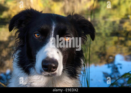 Chien Border Collie avec yeux lumineux dans un paysage d'automne des couleurs fortes. Banque D'Images