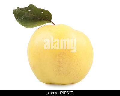 Coing jaune isolated on white background, studio shot Banque D'Images