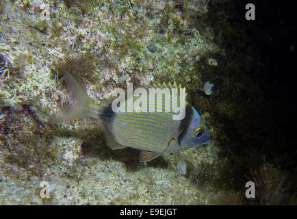 Les deux lignes de la daurade, Diplodus vulgaris, de la mer Méditerranée, Malte. Banque D'Images