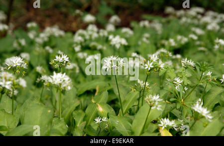 L'Allium ursinum - ail sauvage poussant dans les bois dans les Cotswolds Banque D'Images