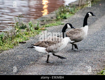 Deux Bernaches du Canada (Branta canadensis), traverser la rue. Banque D'Images