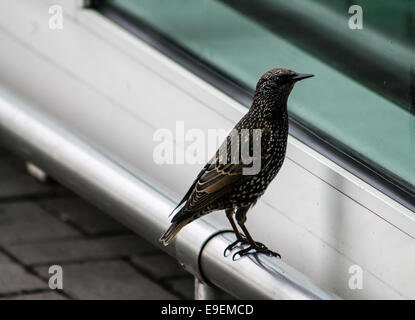 Curieux Étourneau sansonnet (Sturnus vulgaris), l'article sur main courante et regarder dans de fenêtre. Banque D'Images