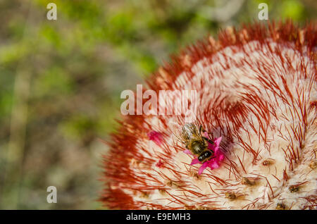 Une abeille nectar dans les recherches de bud rose vif d'un baril fleur de cactus à Saint John Banque D'Images