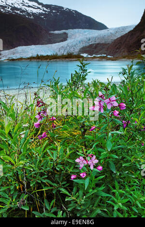 L'épilobe à bord du lac Mendenhall et Mendenhall Glacier, Juneau, Alaska, USA Banque D'Images