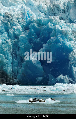 Les phoques communs de l'icebergs flotter au-dessous de terminus Sud Sawyer Glacier, Tracy Arm, le sud-est de l'Alaska, USA Banque D'Images