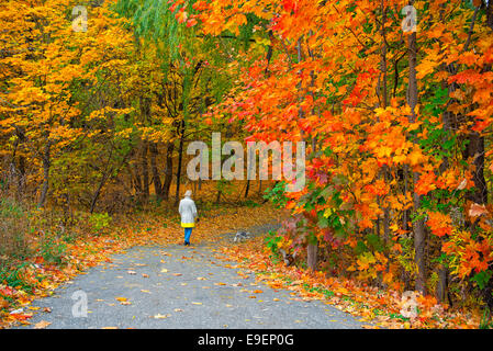 Couleurs d'Automne Couleurs d'automne et les feuilles des arbres, Woman Walking Dog in Park Banque D'Images