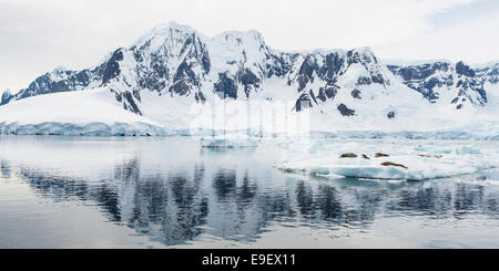 Les joints sur un iceflow dans le Canal Lemaire, l'Antarctique Banque D'Images