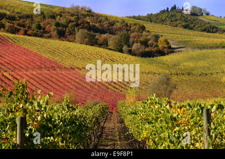 Vignes en automne Banque D'Images