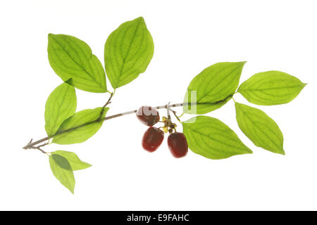 Cerises en cornaline (Cornus mas) Banque D'Images