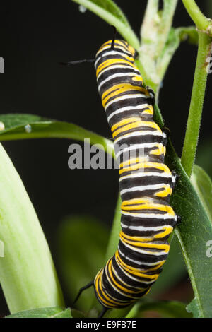 Papillon monarque Caterpillar Banque D'Images