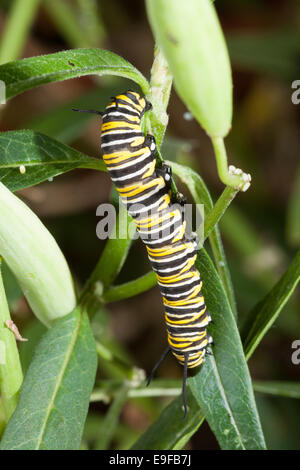 Le monarque de Caterpillar Banque D'Images