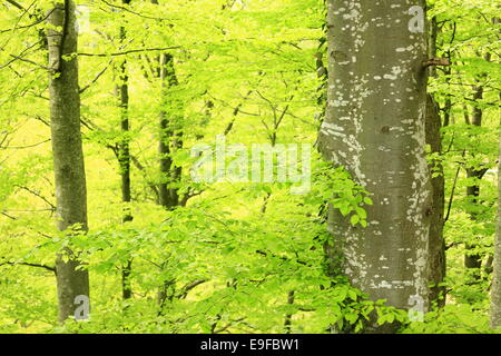 Au printemps de la forêt Banque D'Images