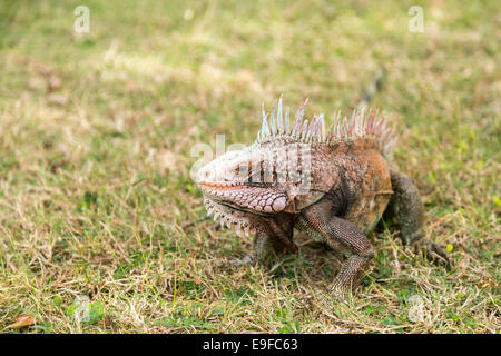 Iguane dans l'herbe sur St Thomas Banque D'Images