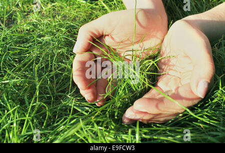 Mains tenant l'herbe Banque D'Images