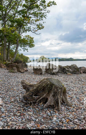 Un vieux tronc pourrir sur la plage de galets, sur les rives du Loch Lomond Ecosse Royaume-Uni UK Banque D'Images