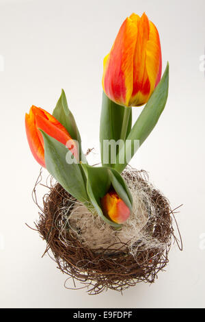 Tulipes Pâques dans un pot avec nest Banque D'Images