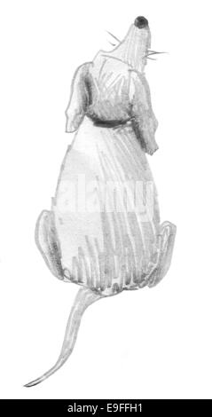 Chien assis. Caricature dessin croquis au crayon en noir et blanc. Banque D'Images