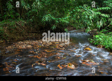 Ruisseau coule à travers la forêt tropicale dans le parc national de Kaeng Krachan, Thaïlande Banque D'Images