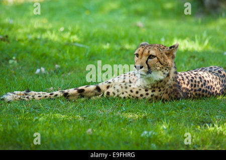 Le Guépard (Acinonyx jubatus) Banque D'Images