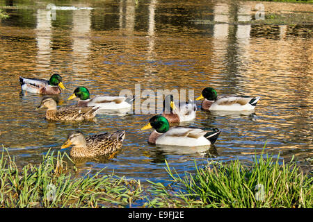 Canards sur la Gacka printemps, Croatie Banque D'Images