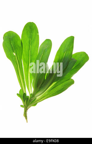 Salade de maïs (Valerianella locusta) Banque D'Images