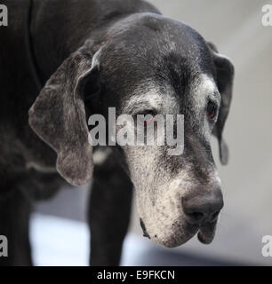 Dogue Allemand Banque D'Images