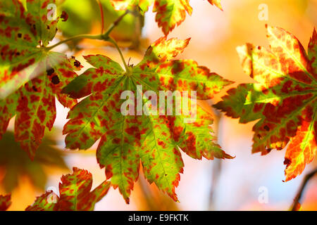 Automne couleur brillante de l'évolution des feuilles d'érable Jane Ann Butler Photography JABP1340 Banque D'Images