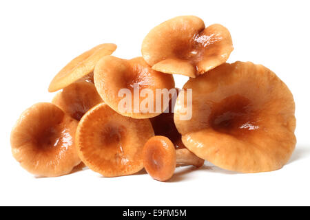 Bruant Milkcap (Lactarius rufus) Champignons Banque D'Images