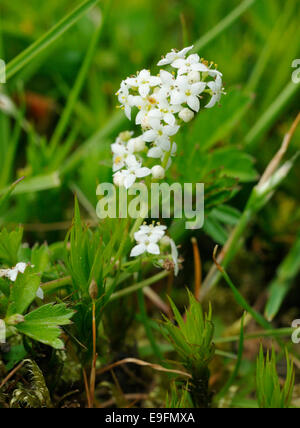 Le gaillet Galium saxatile Heath - de plus en plus d'herbe et de la mousse Banque D'Images