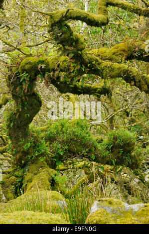 Les rochers de granit couvert de mousse et arbres de chêne avec mousses épiphytes, lichens et fougères Wistman's Wood, Dartmoor, Devon Banque D'Images