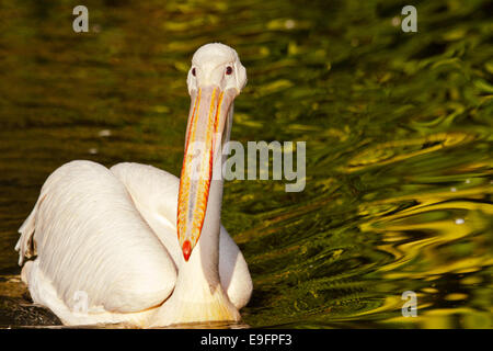 Grand Pélican blanc (Pelecanus onocrotalus) Banque D'Images