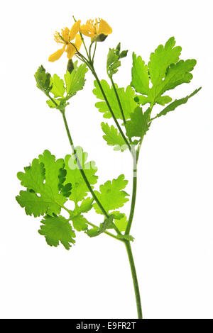 Une plus grande chélidoine (Chelidonium majus) Banque D'Images