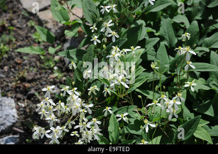 Mandchou Clematis Banque D'Images