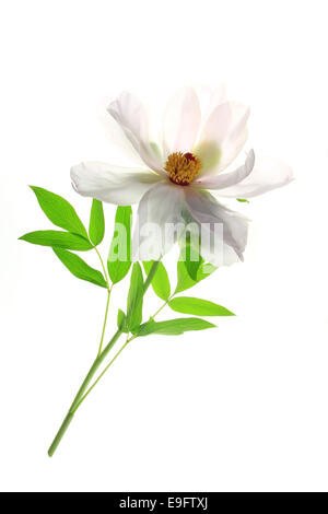 La pivoine arbustive (Paeonia suffruticosa) Banque D'Images