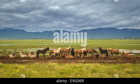 Chevaux Islandais Banque D'Images